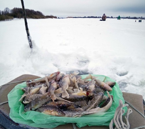 Ryb_31.01.2019-4.jpg