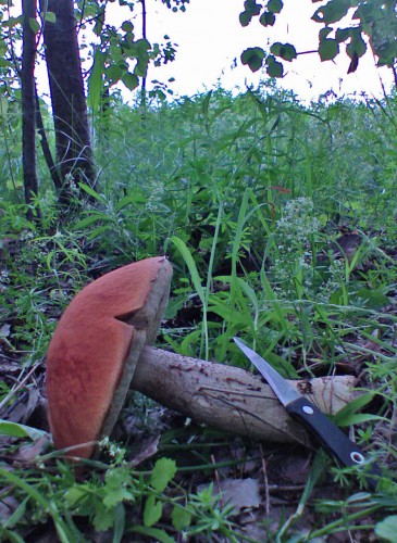 Podosin_27062011a.jpg