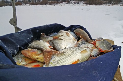 Ryb_02.02.2019-1.jpg