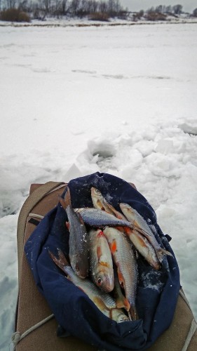 Ryb_03.02.2019-1.jpg