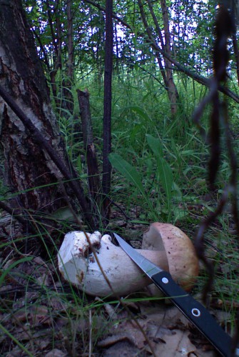 Belyj_27062011a.jpg