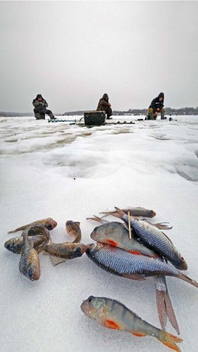 Ryb_05.02.2019-5.jpg