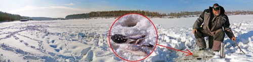 Ryb_08.02.2019-4.jpg