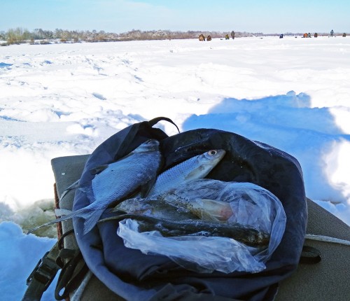 Ryb_08.02.2019-5.jpg