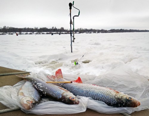 Ryb_10.02.2019-2.jpg