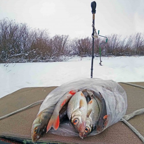 Ryb_11.02.2019-3.jpg