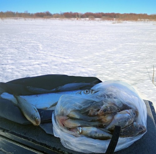 Ryb_18.02.2019-3.jpg