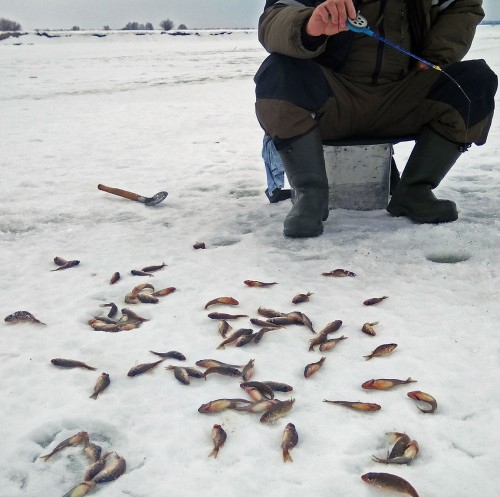 Ryb_20.02.2019-8.jpg