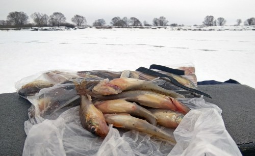 Ryb_20.02.2019-9.jpg