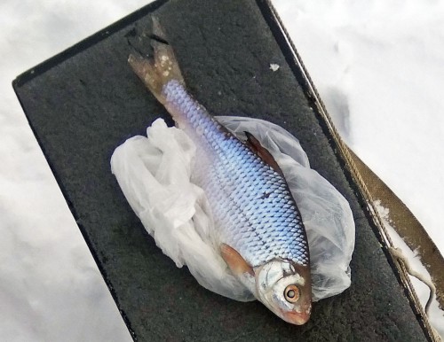 Ryb_22.02.2019-3.jpg