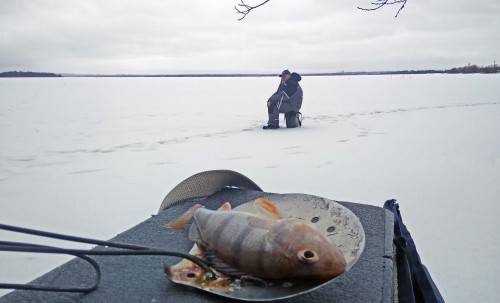 Ryb_27.02.2019-3.jpg