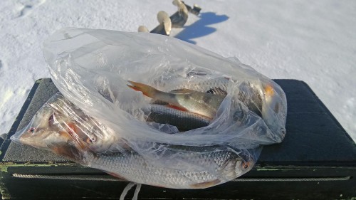 Ryb_02.03.2019-5.jpg