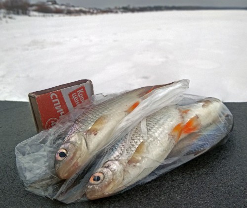 Ryb_04.03.2019-4.jpg