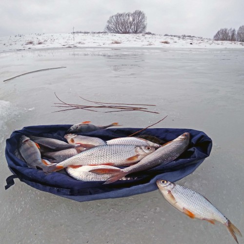 Ryb_09.03.2019-3.jpg