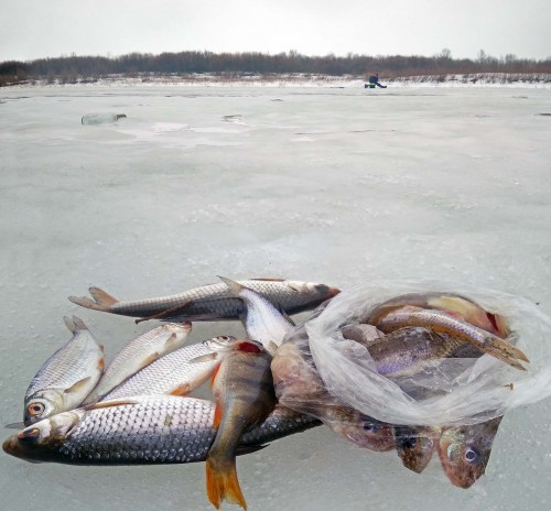 Ryb_11.03.2019-4.jpg