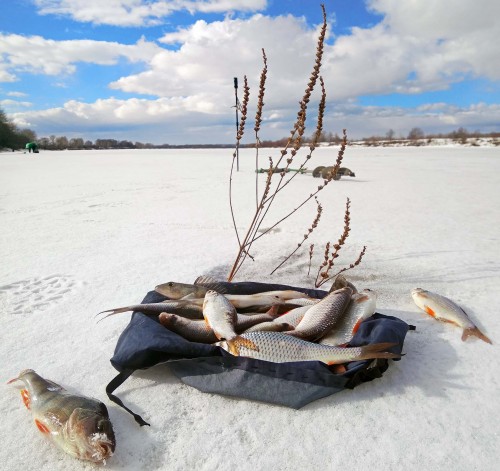 Ryb_12.03.2019-4.jpg