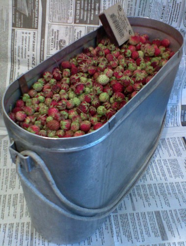 Klubnika_30062011_2.jpg