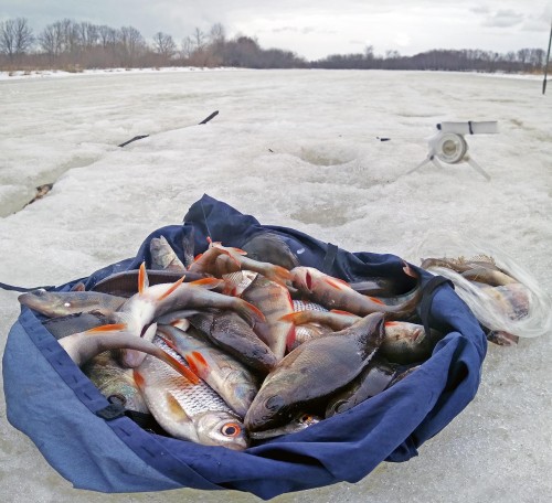 Ryb_21.03.2019-3.jpg