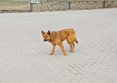 Ryb_04.04.2019-3.jpg