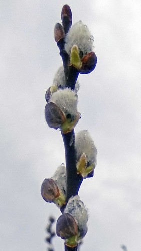 Les_10.04.2019-1.jpg
