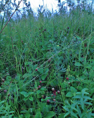 Klubnika_04072011-4.jpg