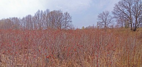 Les_27.04.2019-2.jpg