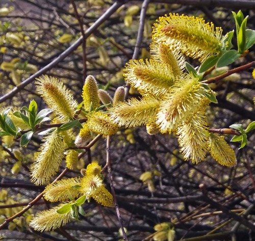 Les_29.04.2019-3.jpg