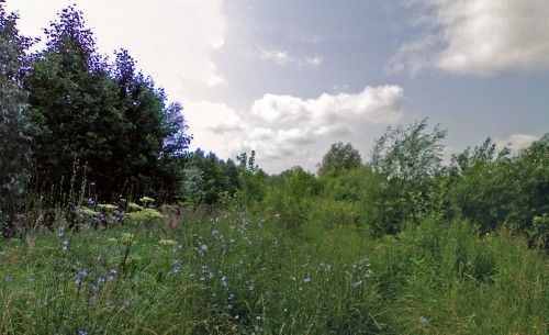 Klubnika_06072011-1.jpg