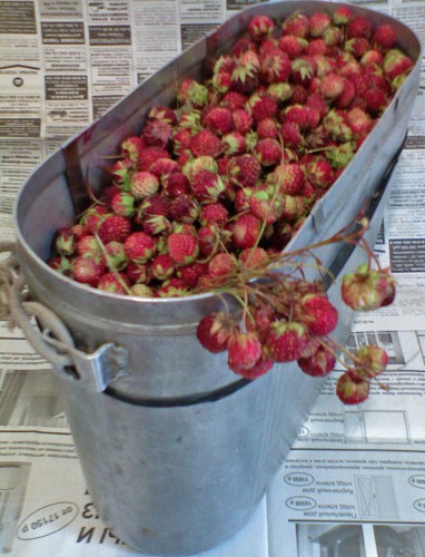 Klubnika_06072011-2.jpg