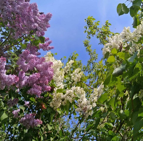Les_14.05.2019-1.jpg