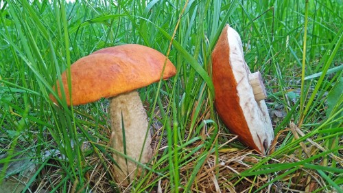 Les_01.06.2019-6.jpg