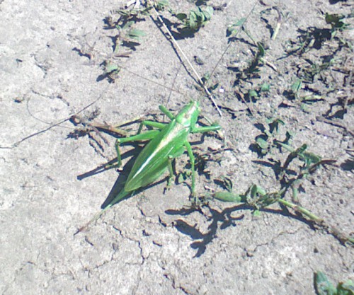 Chupak_11072011.jpg