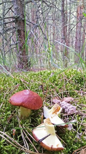 Les_12.06.2019-2.jpg