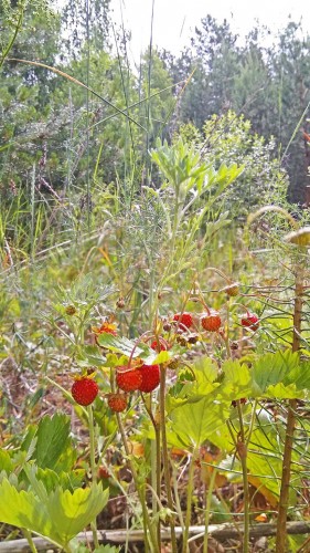 Les_12.06.2019-3.jpg