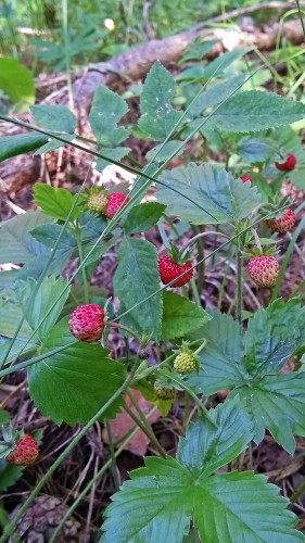 Les_17.06.2019-2.jpg