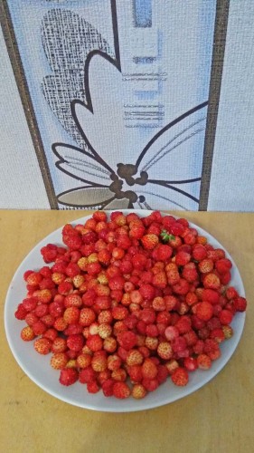 Les_17.06.2019-4.jpg