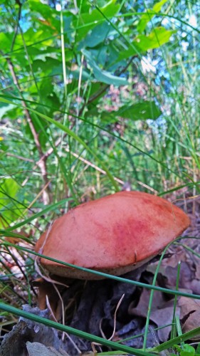 Les_21.06.2019-2.jpg