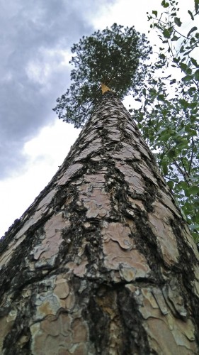 Les_26.06.2019-1.jpg