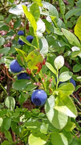 Les_26.06.2019-2.jpg