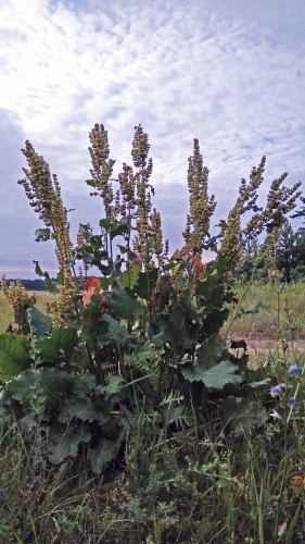 Les_30.06.2019-2.jpg