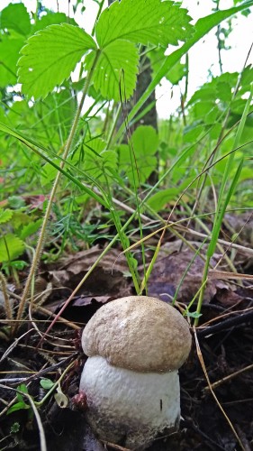 Les_07.07.2019-1.jpg