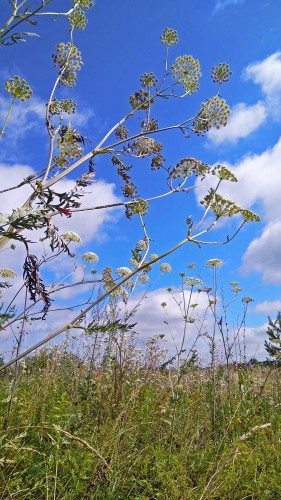 Les_10.07.2019-1.jpg
