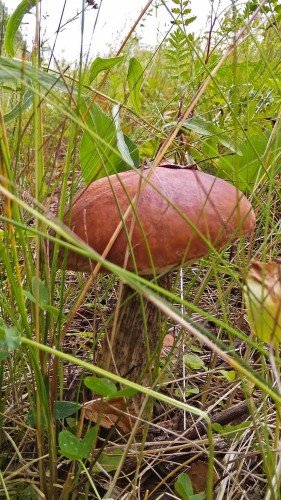 Les_12.07.2019-1.jpg