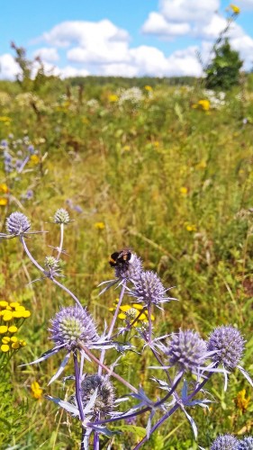 Les_14.07.2019-1.jpg
