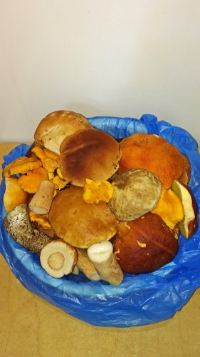 Les_21.07.2019-2.jpg