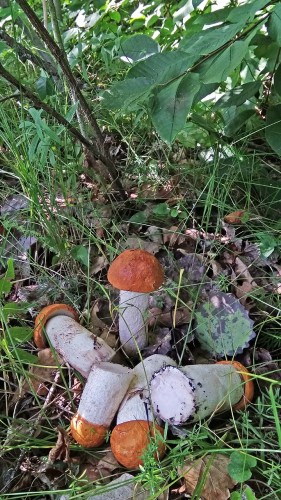 Les_22.07.2019-2.jpg