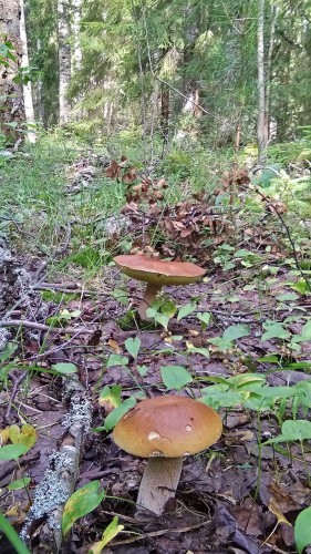 Les_23.07.2019-2.jpg