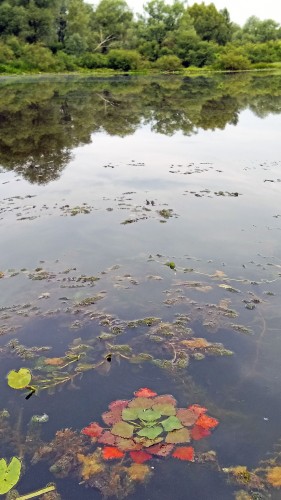 Les_25.07.2019-4.jpg