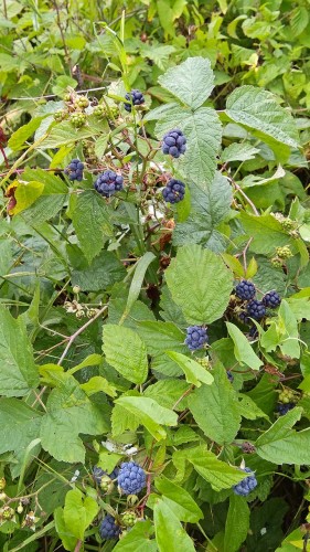 Les_25.07.2019-5.jpg