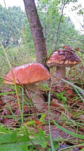 Les_25.07.2019-7.jpg